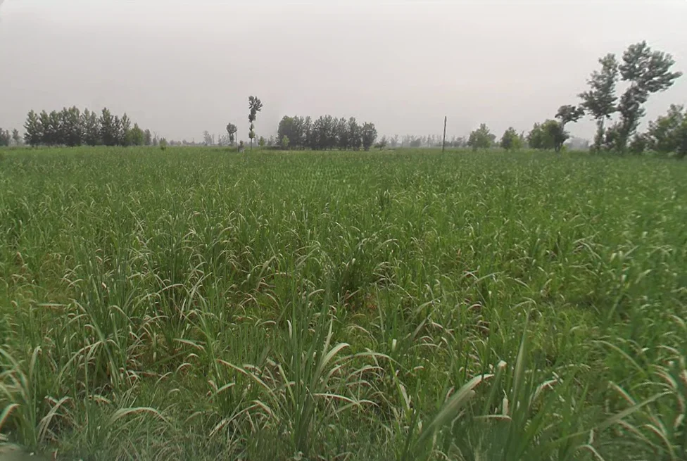 Pathanpura, Uttar Pradesh 250005, India preview 3