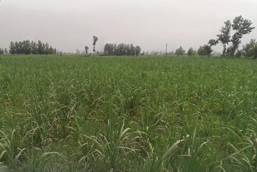 Pathanpura, Uttar Pradesh 250005, India