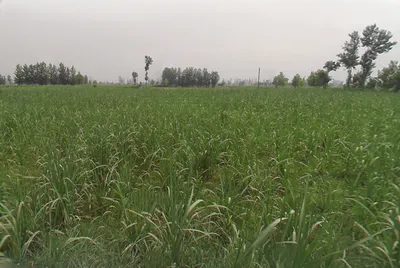 Pathanpura, Uttar Pradesh 250005, India preview 3