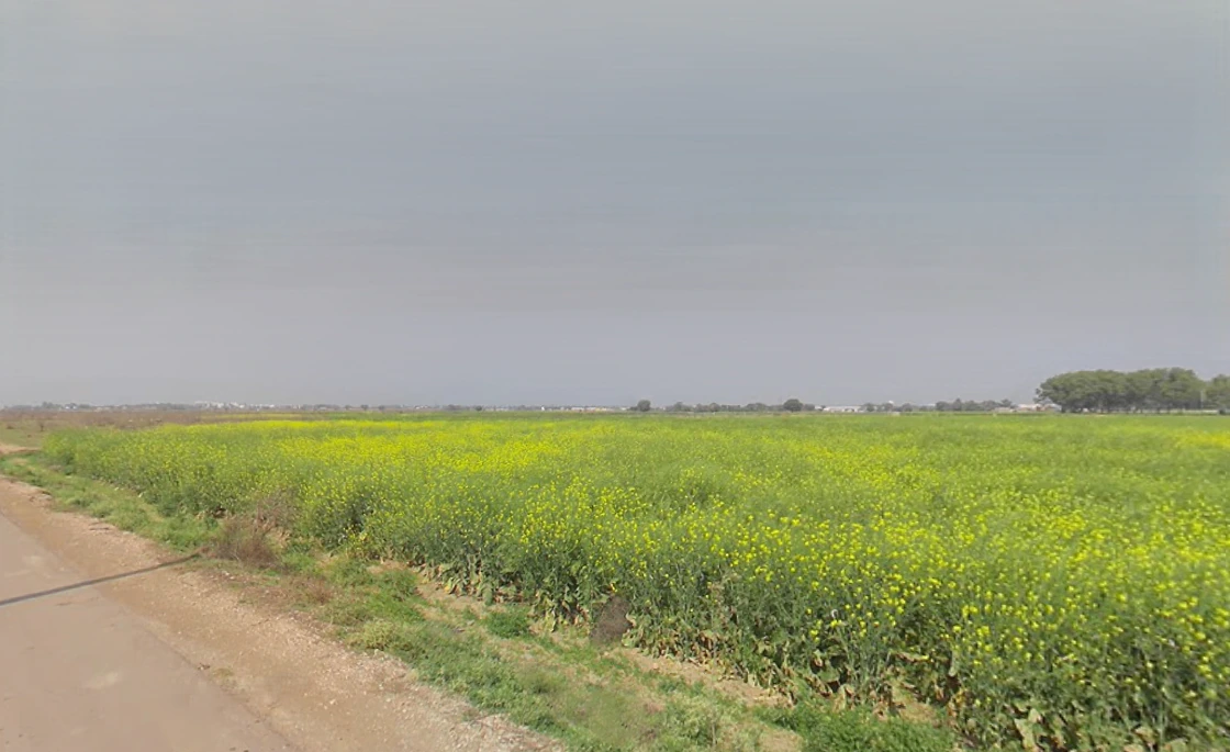 Kutani, Haryana 124103, India