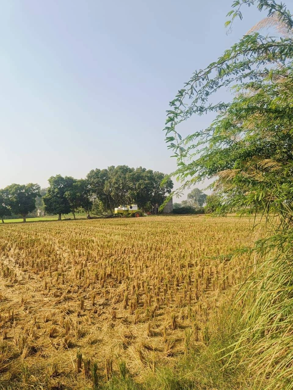 Barhana, Mathura, Uttar Pradesh, India