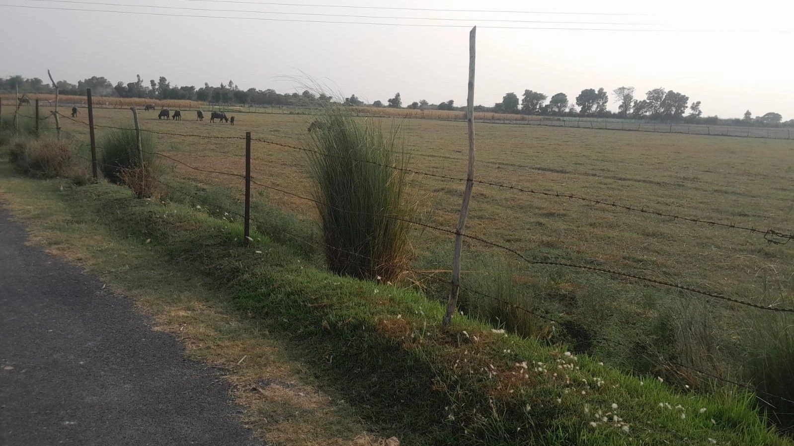 M6R3+4F Mohtashimpur, Uttar Pradesh, India