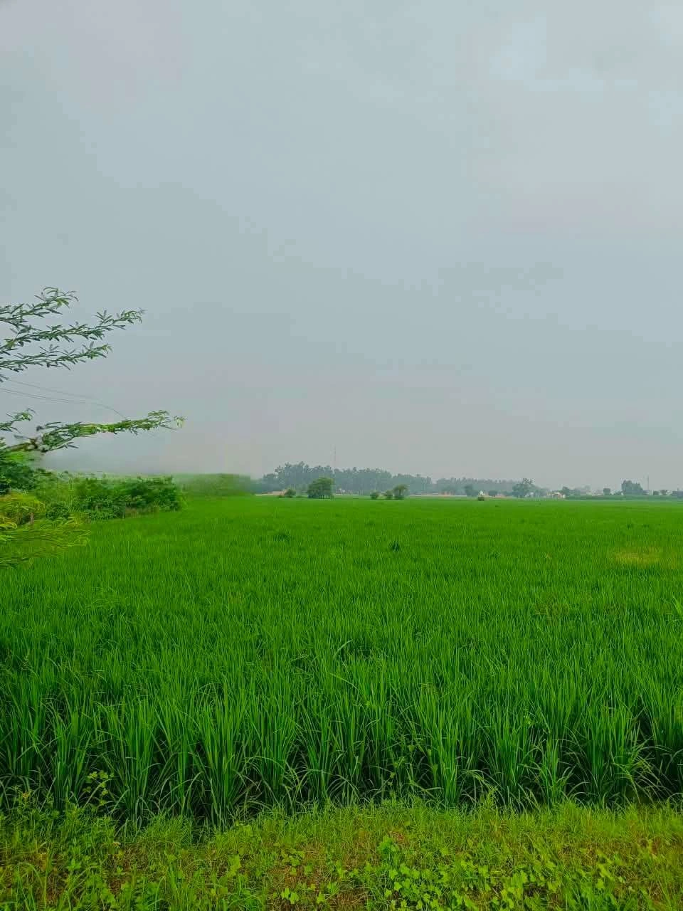 Abhaipura Banger, Mathura, Uttar Pradesh 281203, India preview 3