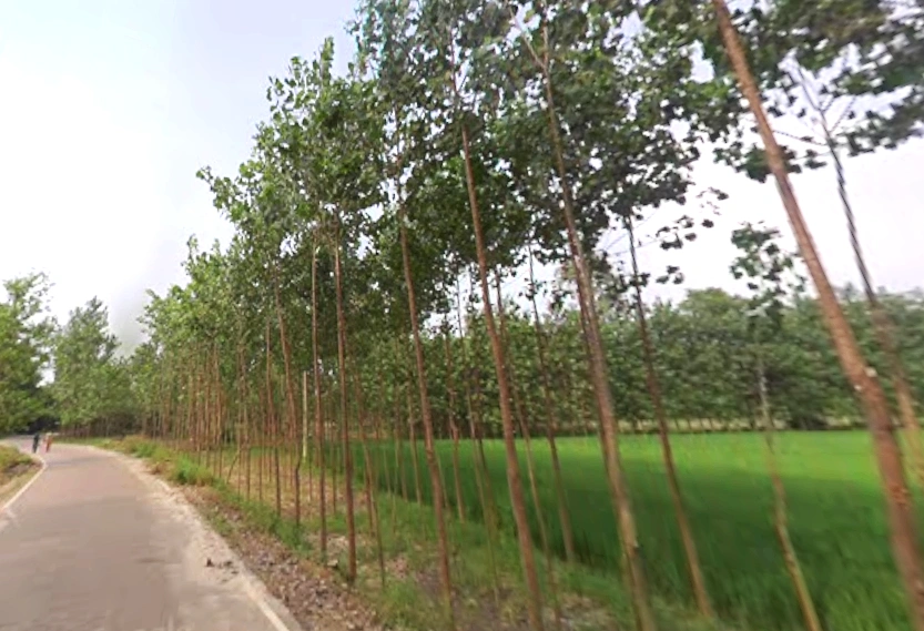 Chamari Khera, Uttar Pradesh 247662, India