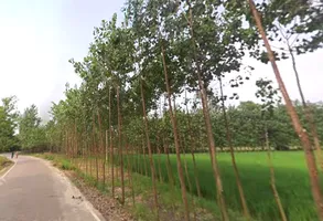 Chamari Khera, Uttar Pradesh 247662, India preview 2