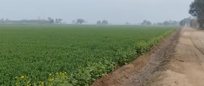 MJ69+RC Machhli Kalan, Sahibzada Ajit Singh Nagar, Punjab, India preview 3