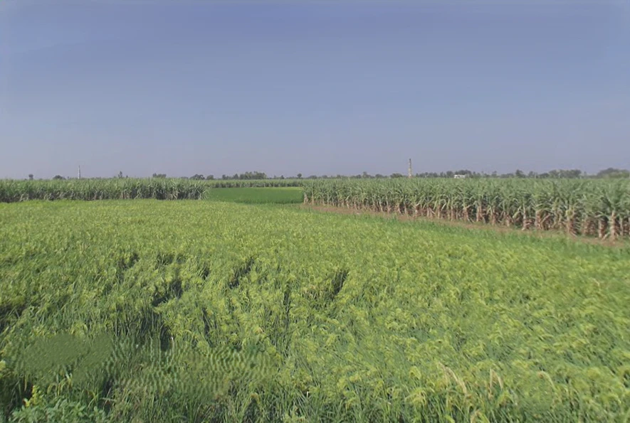 Garh Mukteshwar, Uttar Pradesh 245205, India