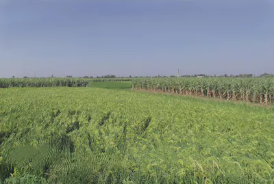 Garh Mukteshwar, Uttar Pradesh 245205, India preview 2