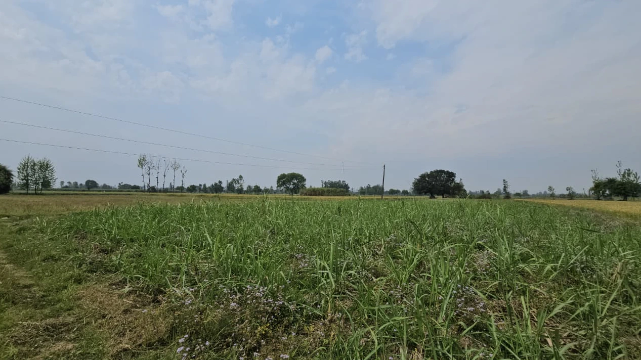 9J55+74 Mohani, Rajasthan, India