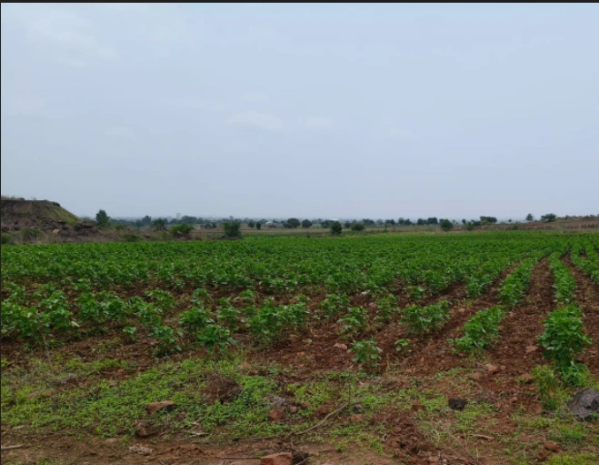 Sadhaura, Yamunanagar, Haryana 133204, India