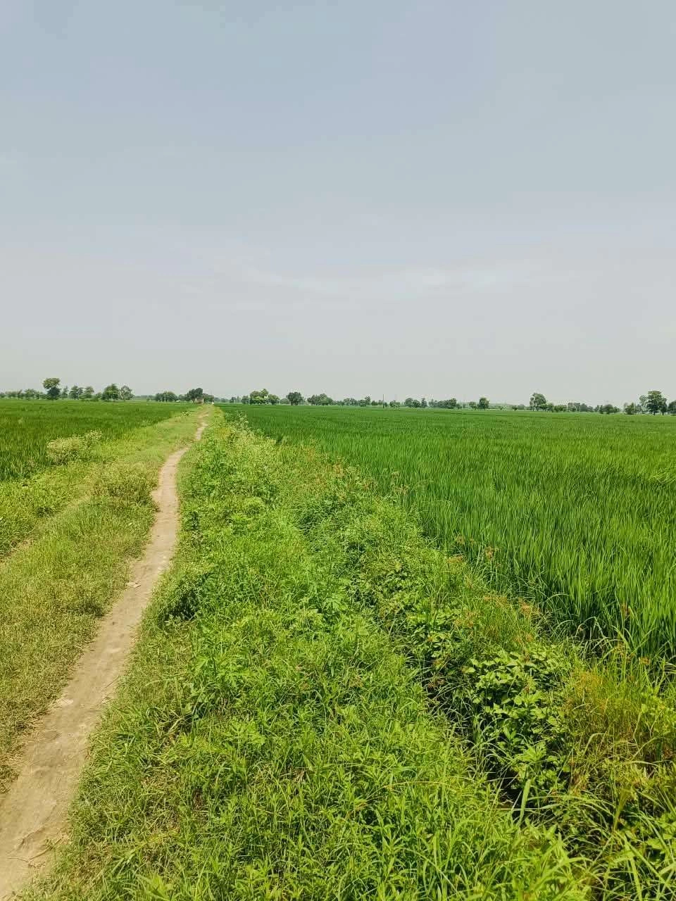 Karahari, Mathura, Uttar Pradesh, India
