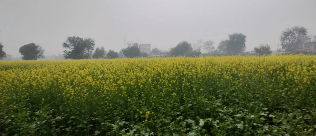 Alawala, Haryana 132036, India