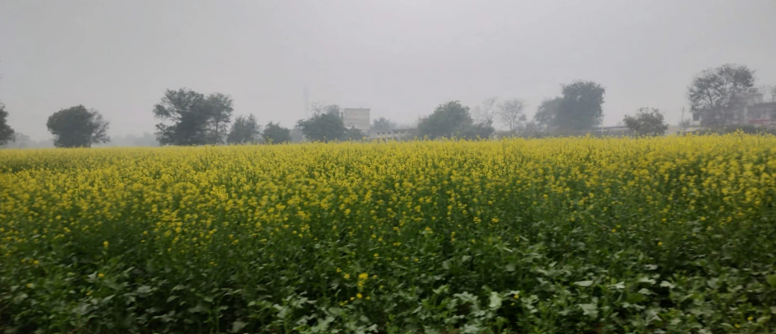 Alawala, Haryana 132036, India