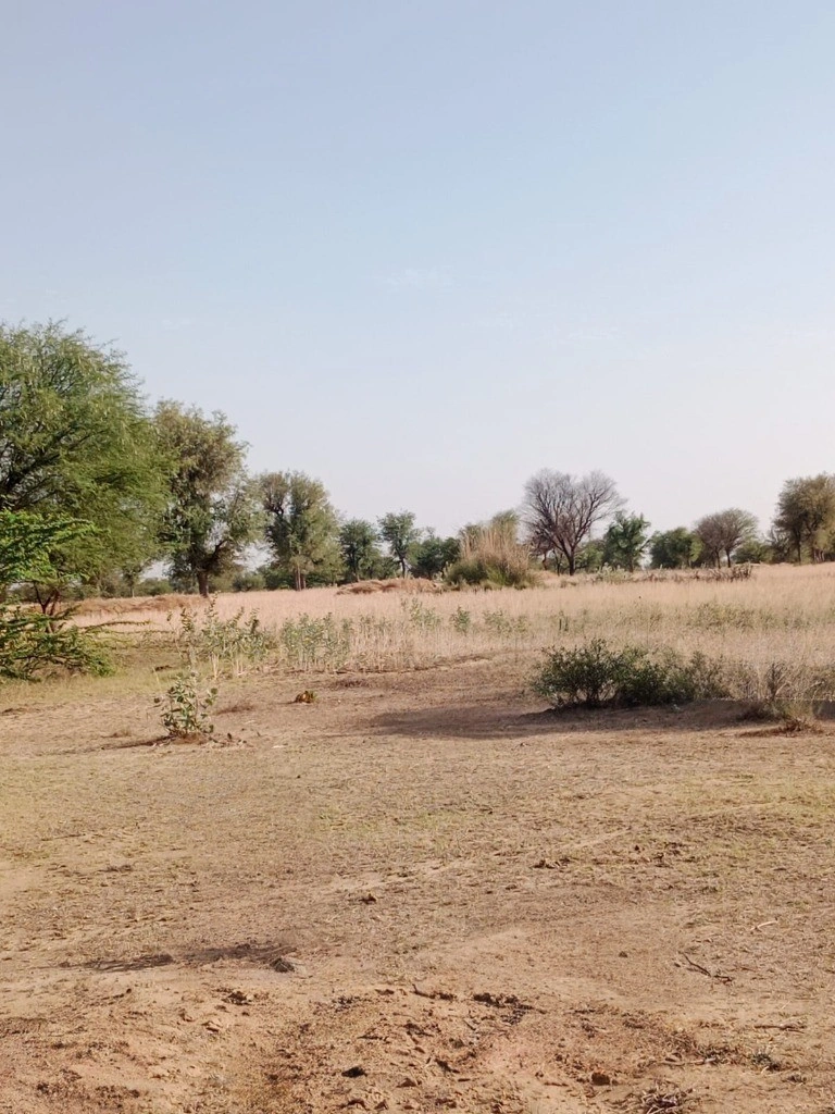 GGGQ+QQ Shri Ramganj, Rajasthan, India