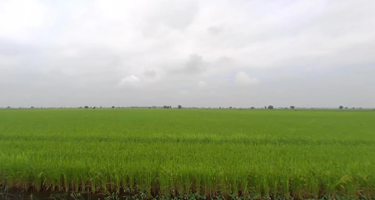 Matar, Gujarat 387530, India