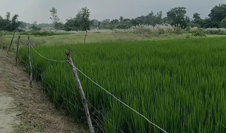 Mohanlalganj, Lucknow, Uttar Pradesh 226301, India