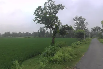 Mirganj, Uttar Pradesh 243504, India preview 3