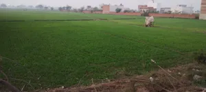 Govardhan, Uttar Pradesh, India preview 2