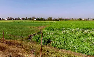 Lohar Pipalya, Madhya Pradesh 455001, India preview 2