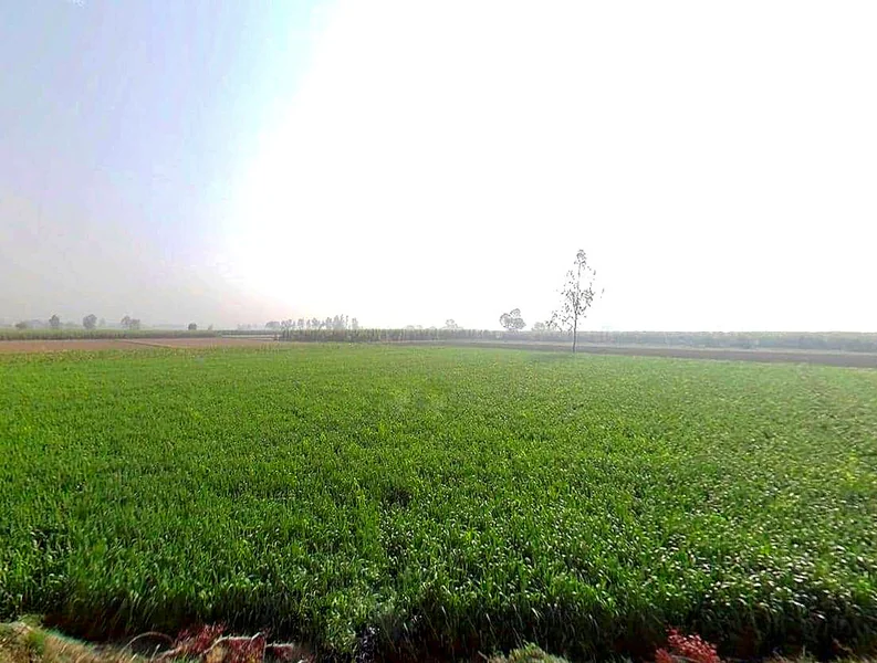 Mawana, Uttar Pradesh, India preview 3