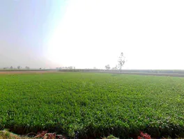 Mawana, Uttar Pradesh, India preview 3