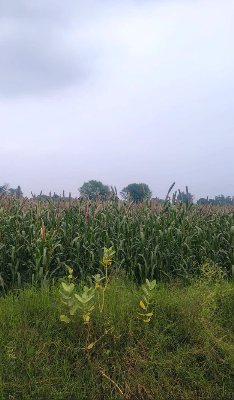 9P7M+X7W, Alwar, RJ SH 44, Bharkol, Rajasthan 321633, India
