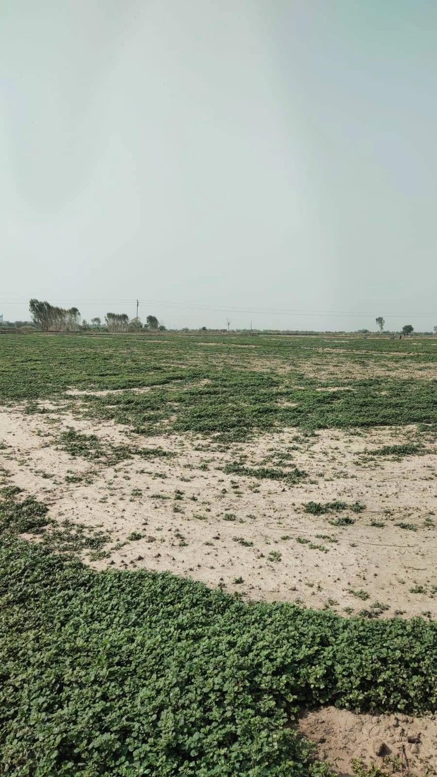 Sarwa - Bari Rd, Sidhauli, Uttar Pradesh, India preview 2