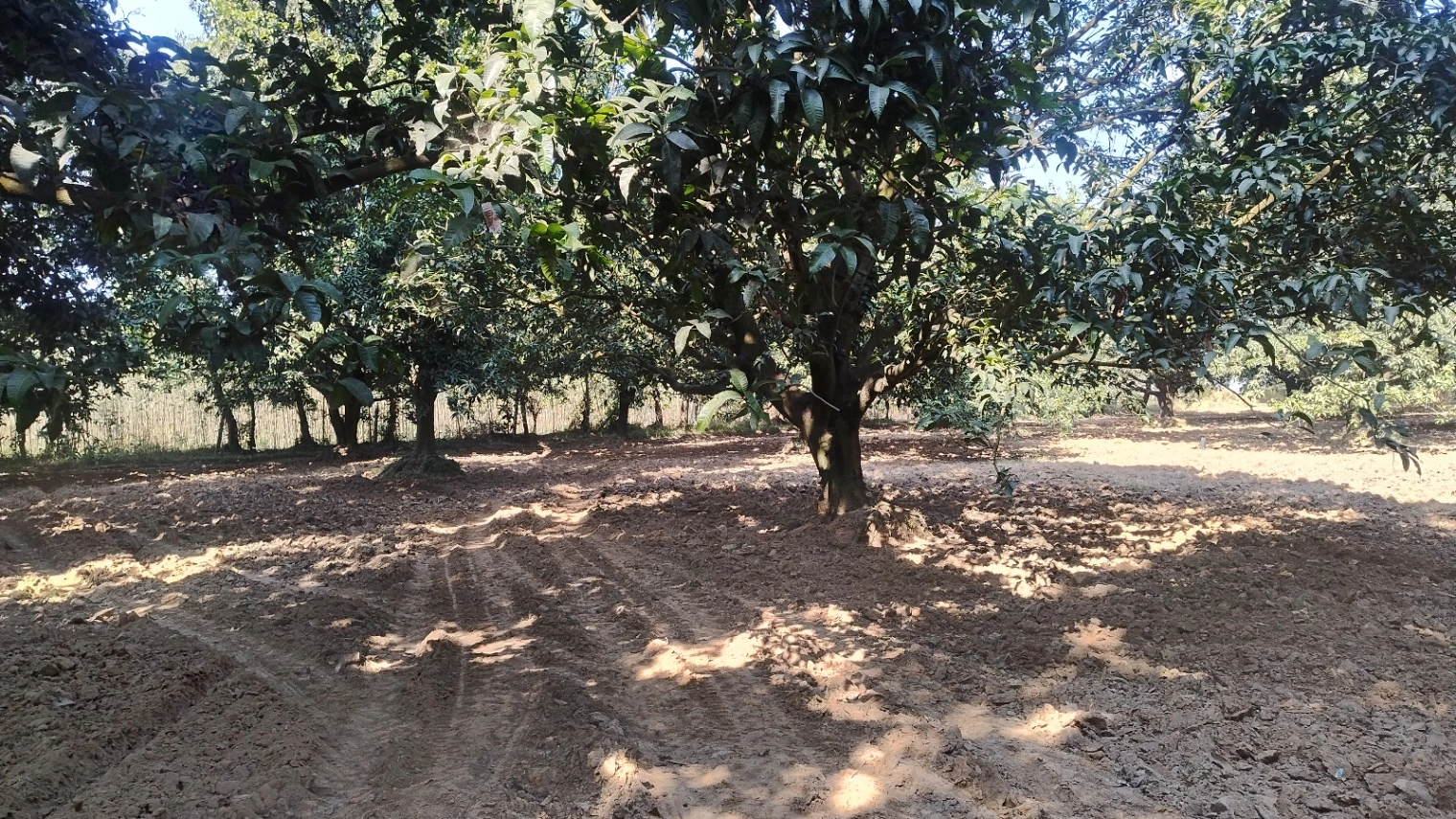 Saharanpur, Uttar Pradesh, India