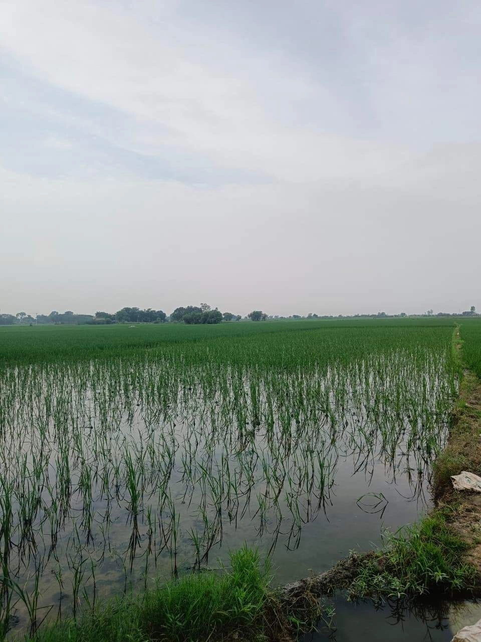 Javara, Mathura, Uttar Pradesh, India
