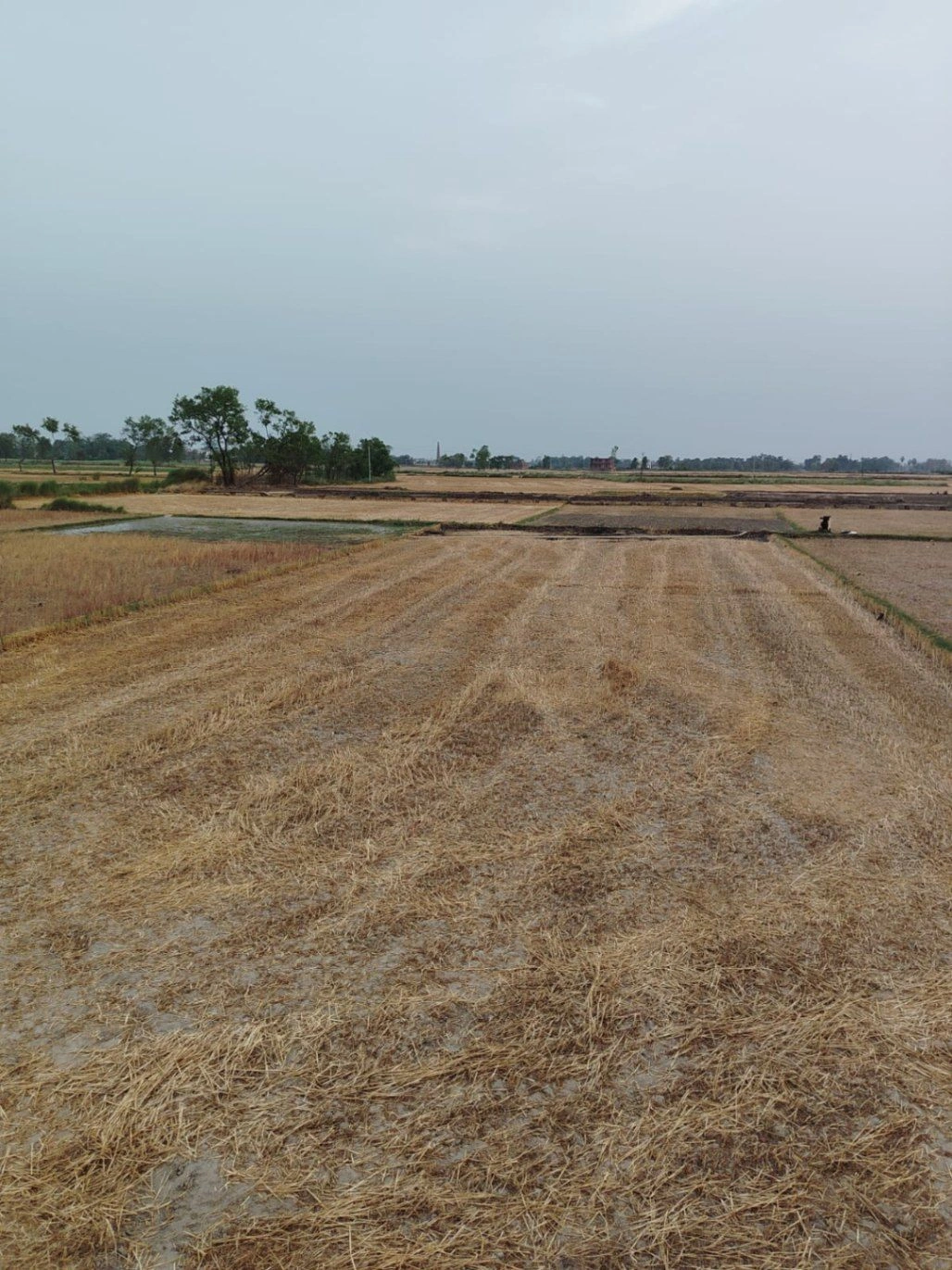 Chandrauta, Uttar Pradesh 274401, India