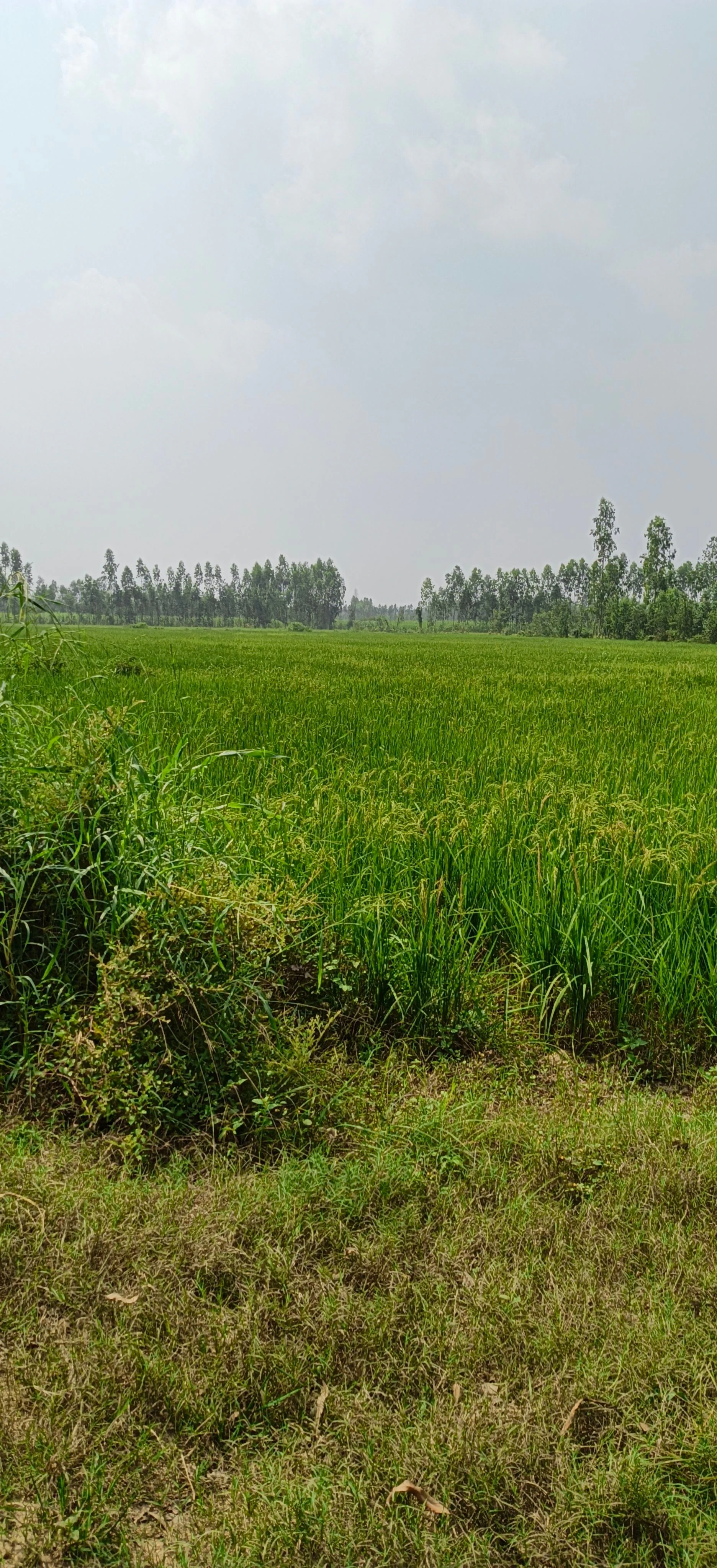 Nagina, Bijnor, Uttar Pradesh 246762, India