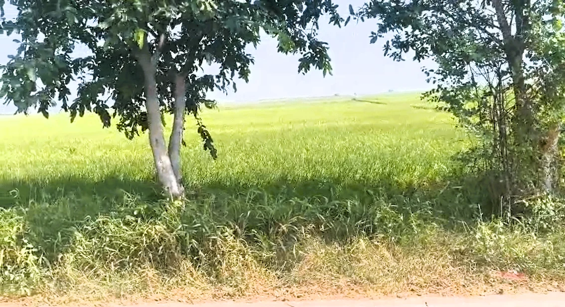 Patwapur, Rohtak, Haryana 124411, India