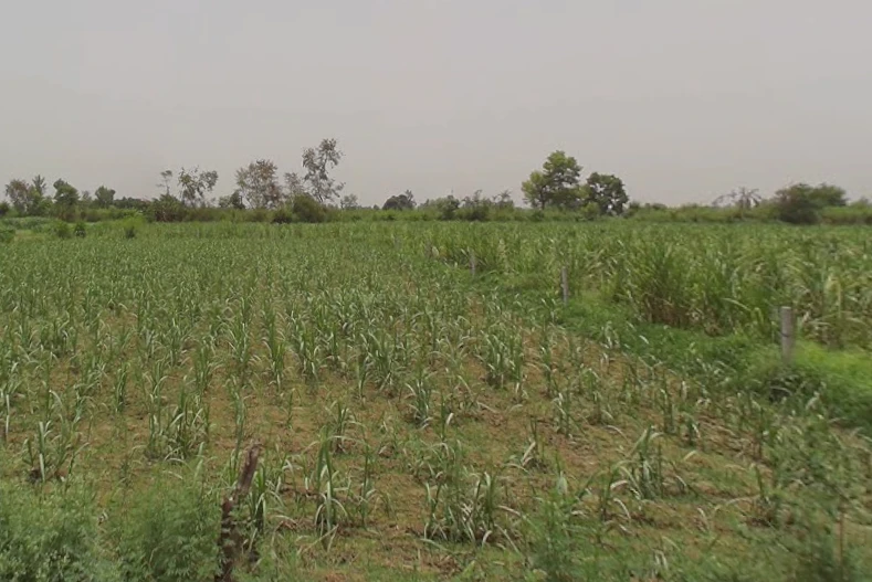 Sandhan, Uttar Pradesh, India