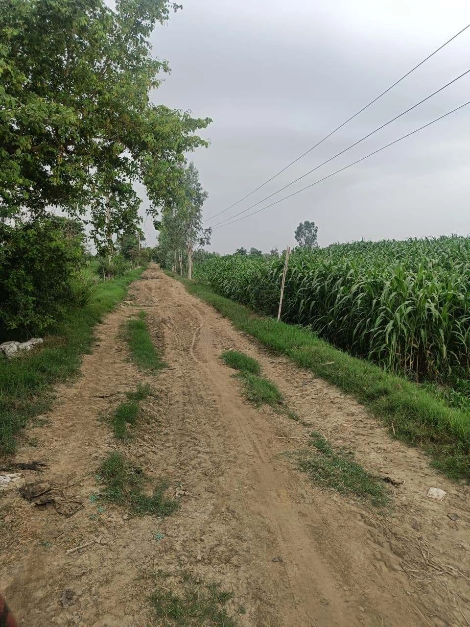 Bukharari, Mathura, Uttar Pradesh, India