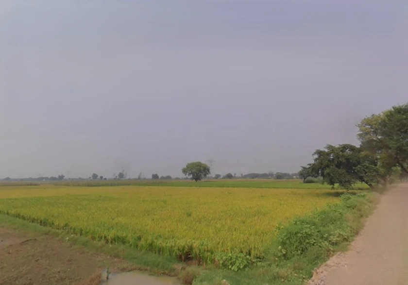Jartauli, Uttar Pradesh 202137, India