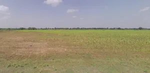 Liyad, Gujarat 363410, India preview 3