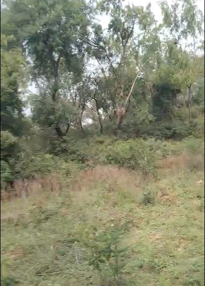 944P+24 Harjiana, Hoshiarpur, Punjab, India