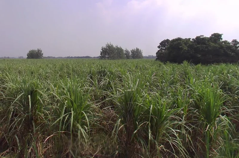 Khirwa Rd, Nangla Tashi, Meerut, Uttar Pradesh, India preview 3