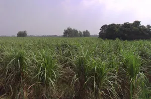 Khirwa Rd, Nangla Tashi, Meerut, Uttar Pradesh, India preview 3