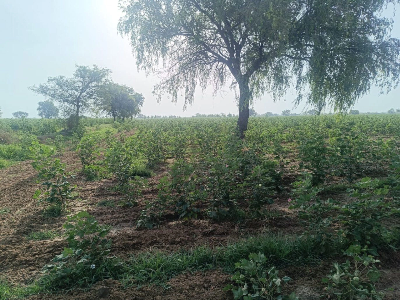 Ellenabad, Sirsa, Haryana 125102, India