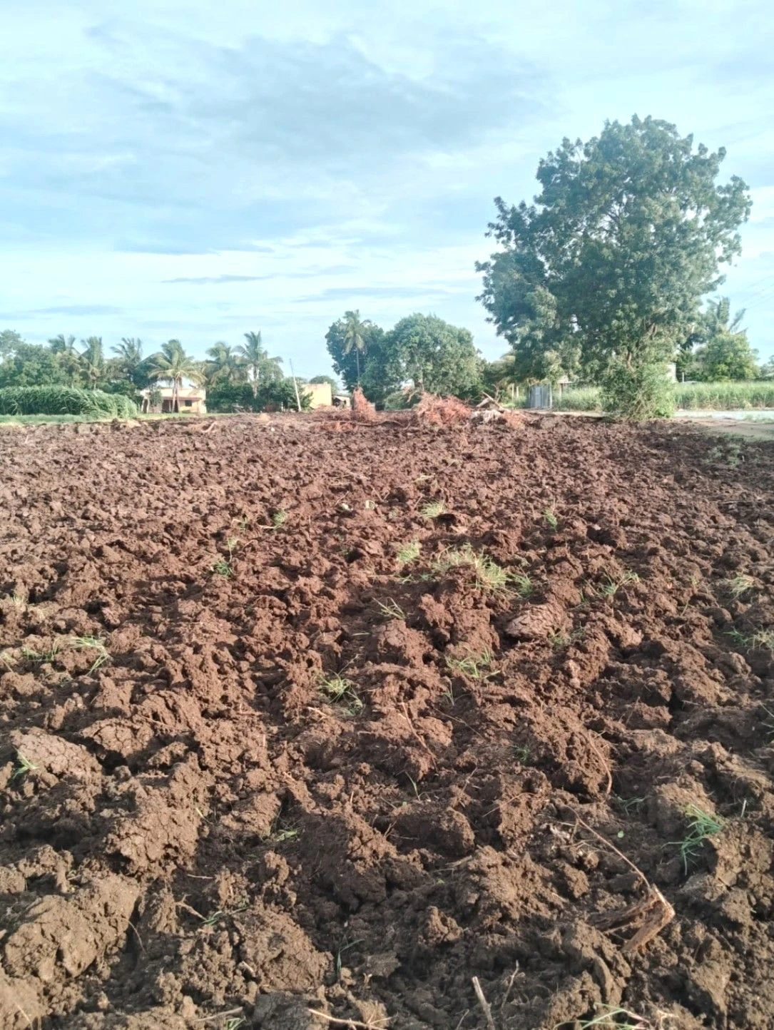 Chondhi, Nashik District, Maharashtra 422103, India