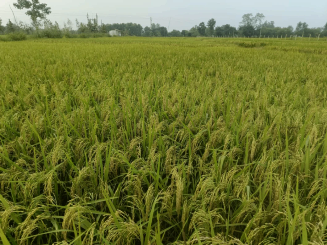 P2P8+4PG, Panna, Madla, Madhya Pradesh 488001, India
