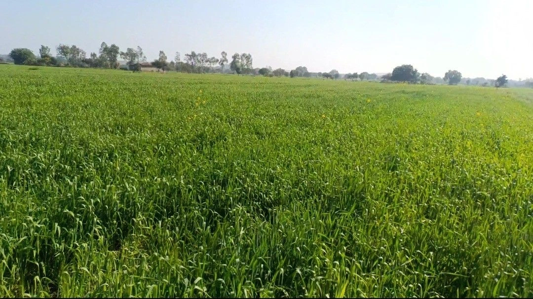 Kadthal, Telangana 509358, India