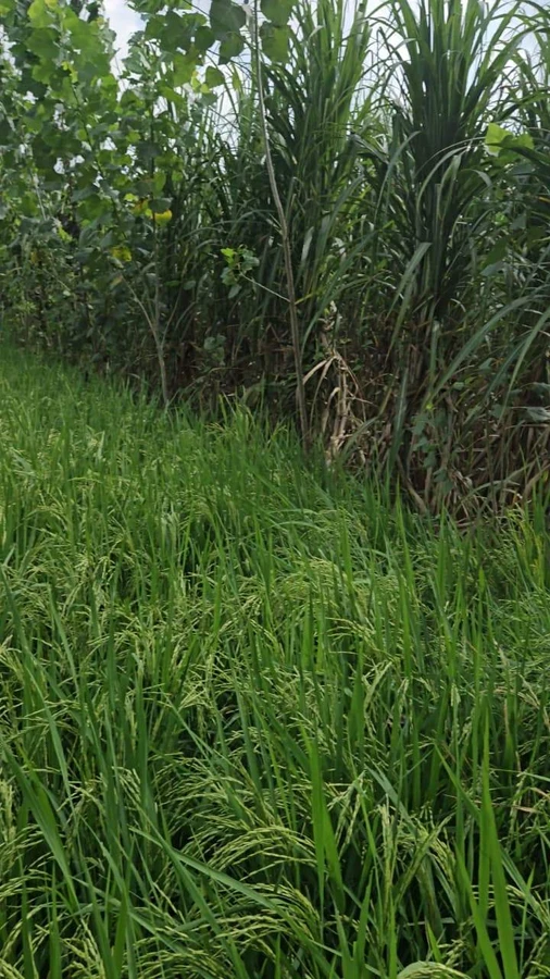 Saharanpur, Uttar Pradesh, India