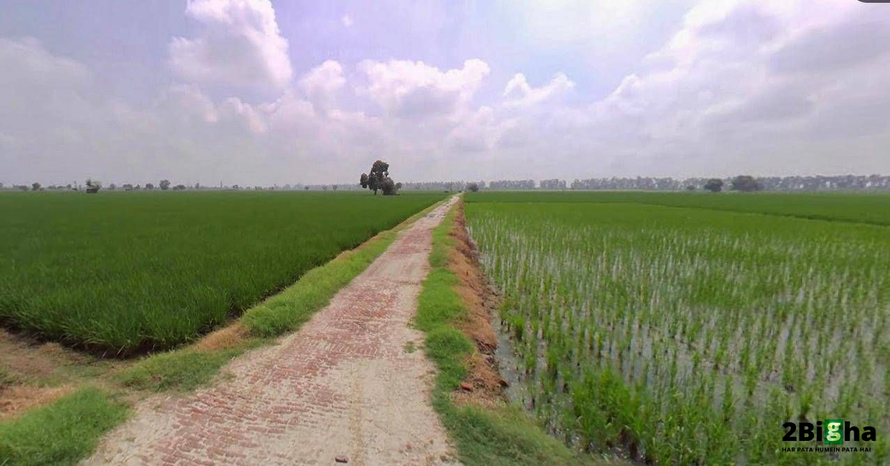 Hansi, Haryana 125033, India
