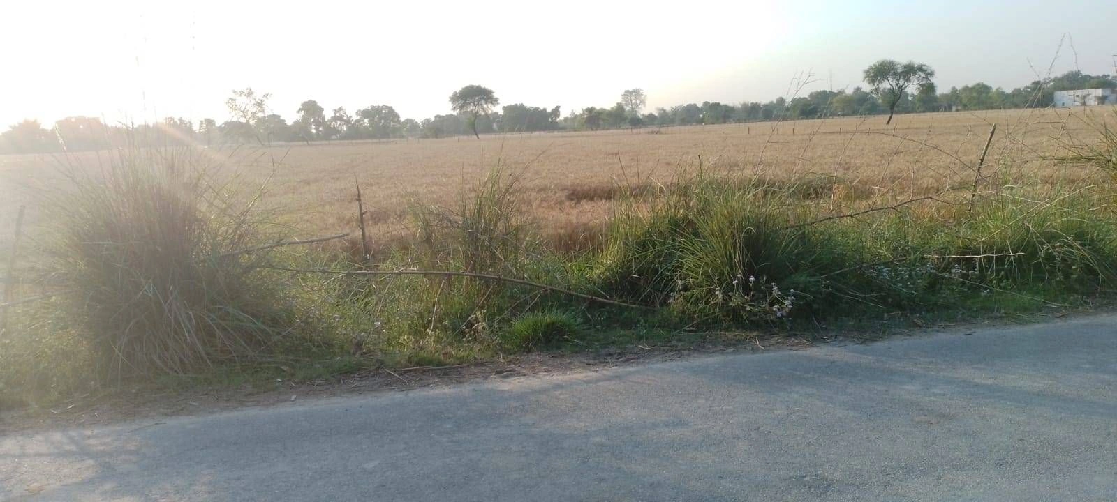Maholi, Uttar Pradesh 261141, India