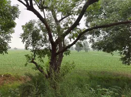 Ganeshpur - Hastinapur Rd, Hastinapur, Uttar Pradesh 250404, India preview 2