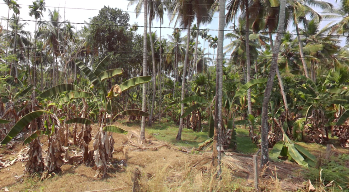 793C+Q3 Amarambalam, Kerala, India