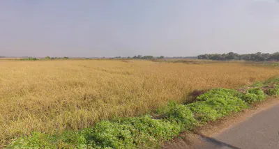 Sakhigopal, Odisha 752014, India preview 3