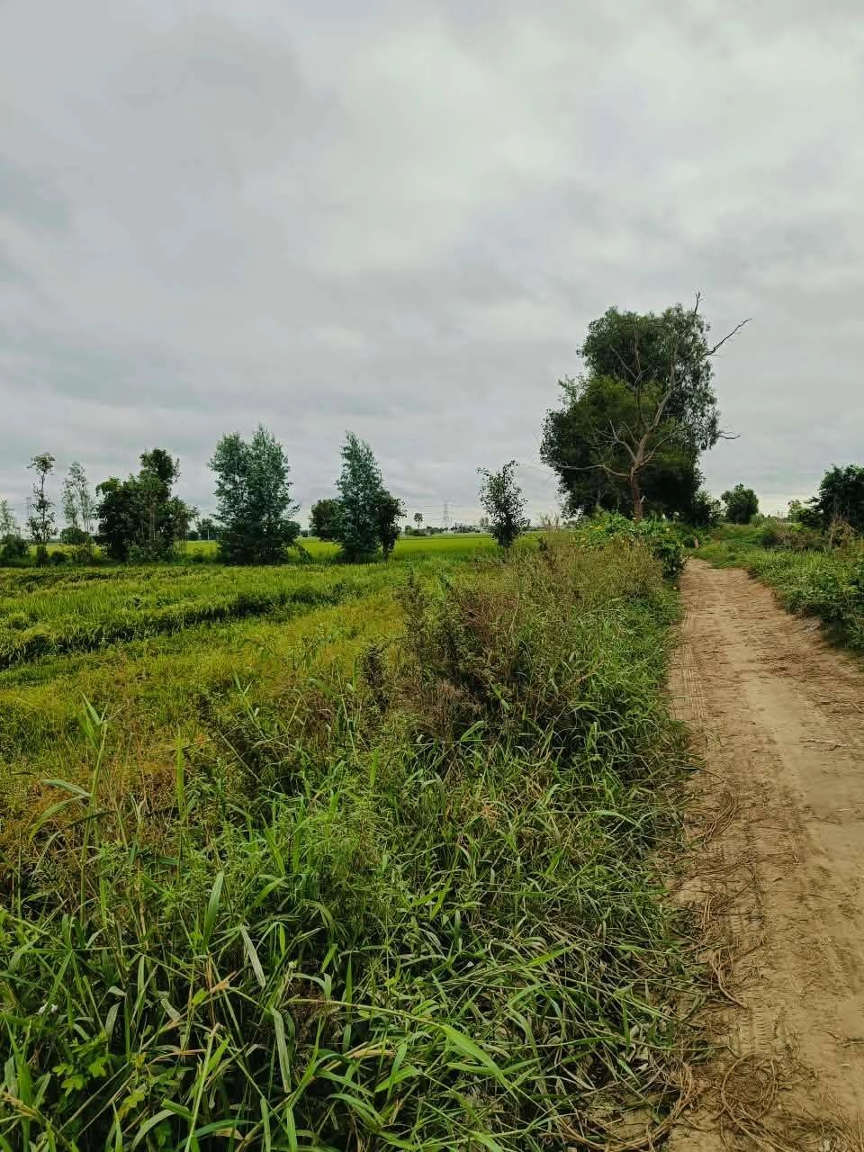 Bheema, Mathura, Uttar Pradesh 281204, India